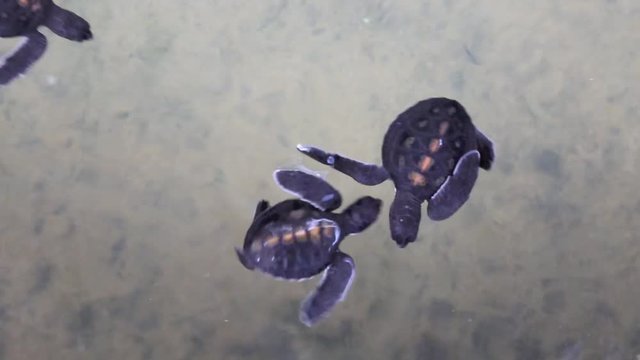 Green sea turtle hatchlings in conservation tank