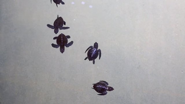 Green sea turtle hatchlings in conservation tank