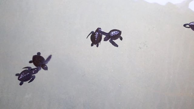 Green sea turtle hatchlings in conservation tank