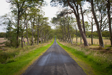 Narrow beech road in Scotland -  countryside, Pentland Hills.