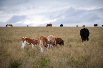 Young cows on the field in Scotland.