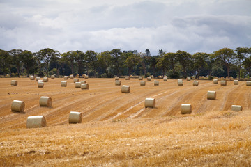 straw bale on the golden field -  harvest season in agriculture
