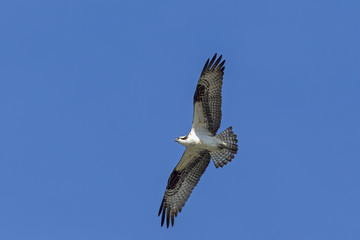 Osprey in sky.