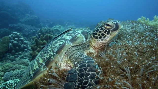 Green sea turtle resting on a bed of pulsating soft coral in Apo Island, Philippines