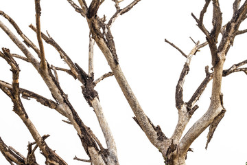 Close-dried dead branches.