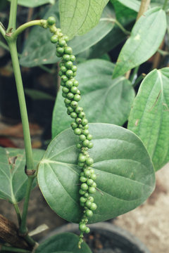 Fresh green peper on peper tree