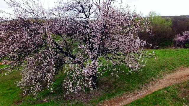 Aerial view of stand alone blumming cherry tree