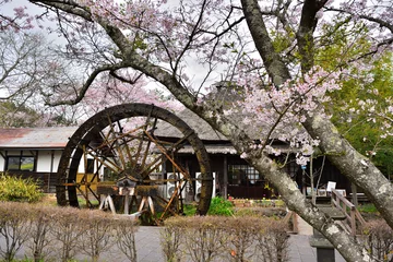 Cercles muraux Fleur de cerisier 桜と水車