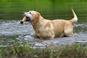 Yellow Labrador Retriever swimming after fetching a stick.