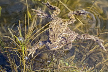 Portrait of a pair of mating Common Toad (Bufo bufo)