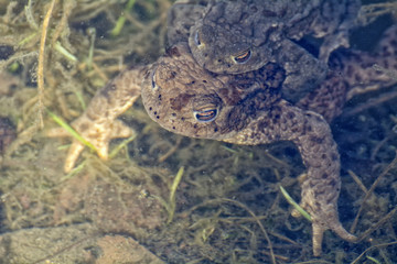 Portrait of a pair of mating Common Toad (Bufo bufo)