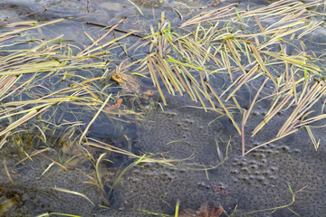 European frog with spawn in pond
