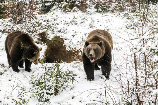 Orsi bruno fuori dalla tana