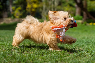 Happy havanese puppy running with her toy in a spring garden