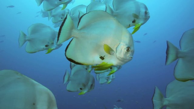 School of longfinned batfish in Komodo National Park, Indonesia 