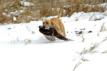 Yellow Labrador Retriever  running with pheasant in snow.
