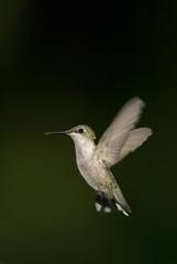 Fototapeta na wymiar Female Ruby throated Hummingbird (Archilochus colubris) hovering against a dark background.