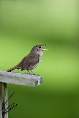 House Wren (Troglodytes aedon) isolated on green singing.