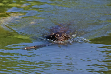 Chocolate Labrador Retriever swimming after fetching a stick.
