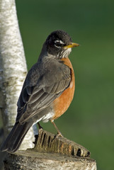 American Robin (Turdus migratorius).