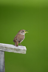 House Wren (Troglodytes aedon) isolated on green singing.
