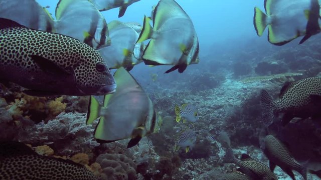 Harlequin sweetlips, oriental sweetlips and shaded batfish on coral reef 