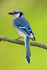 Blue Jay (Cyanocitta cristata) perched on a branch isolated on green.