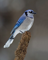 Blue Jay (Cyanocitta cristata) perched on a branch isolated on gray.