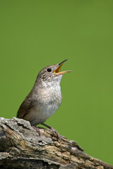 House Wren (Troglodytes aedon) isolated on green singing.