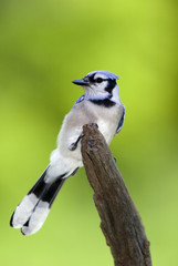 Blue Jay (Cyanocitta cristata) perched on a branch isolated on green.