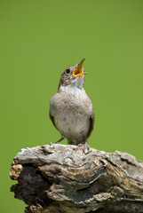 House Wren (Troglodytes aedon) isolated on green singing.