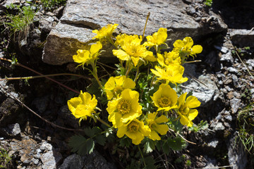 Alpine flower Geum Reptans, Aosta valley