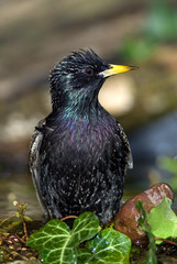 European Starling (Sturnus volgarus)