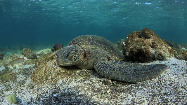 Green sea turtle sleeping on ocean floor in the Galapagos Islands 