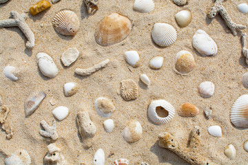 Fototapeta na wymiar Shells on the sand beach top view