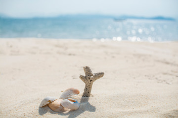 Fototapeta na wymiar Shells on the sand beach