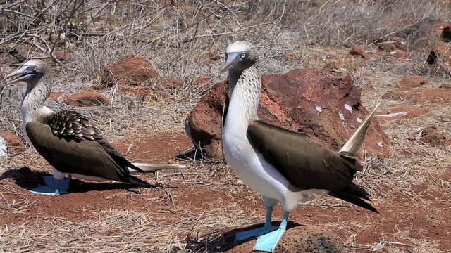 Blue footed booby mating dance on North Seymour Island in the Galapagos Islands