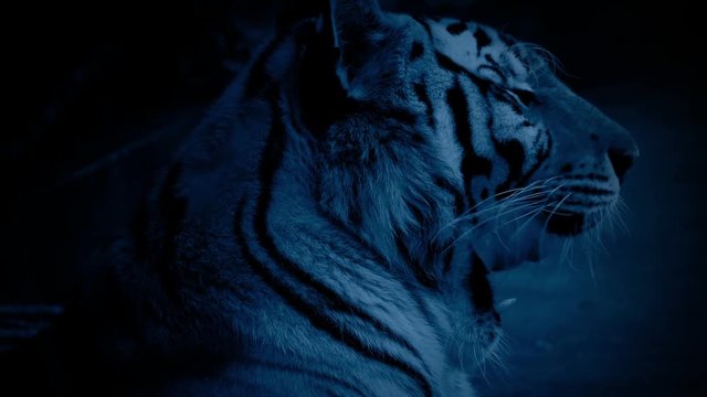 Tiger At Night With Glowing Eyes