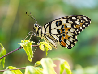 Colorful butterfly in garden