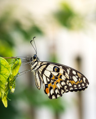 Colorful butterfly in garden
