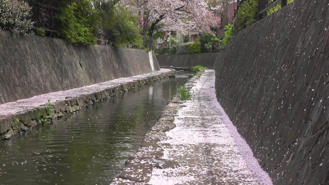 4K・桜と花びらが流れる小川_4-208