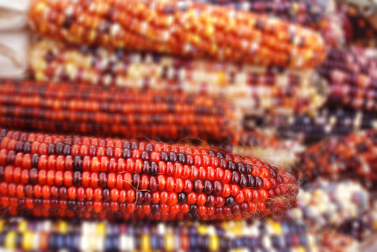 Flint corn (Zea mays indurata; also known as Indian corn or sometimes calico corn) is a variant of maize (var. Linnaeus), the same species as common corn