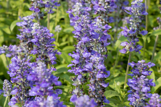 Fototapeta Purple flowers , purple salvia , salvia flowers in the garden. 