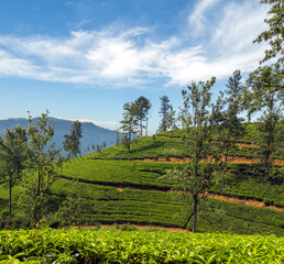 Fototapeta na wymiar tea leaf green fields