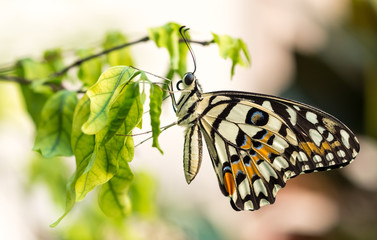 Colorful butterfly in garden