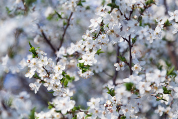 Spring flowers blooming fruit tree wallpaper