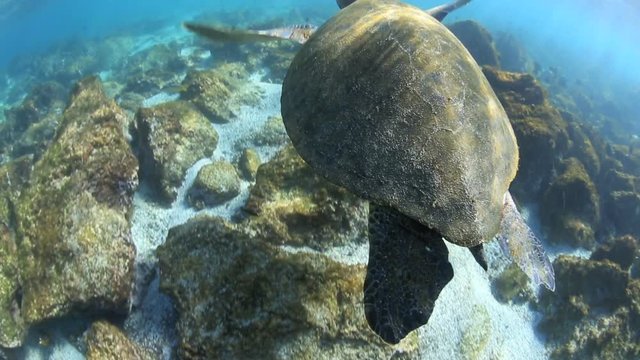 Green sea turtle underwater coming up for air in the Galapagos Islands 