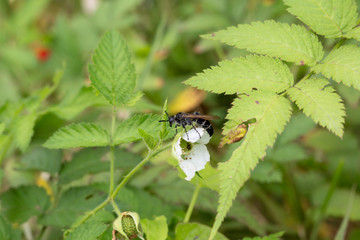 Black wasp on a Rubus loxensis blossom