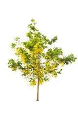 Golden shower or Cassia fistula isolated on white