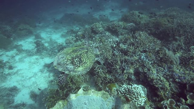 Hawksbill sea turtle swimming underwater over coral reef in the Raja Ampat islands, West Papua